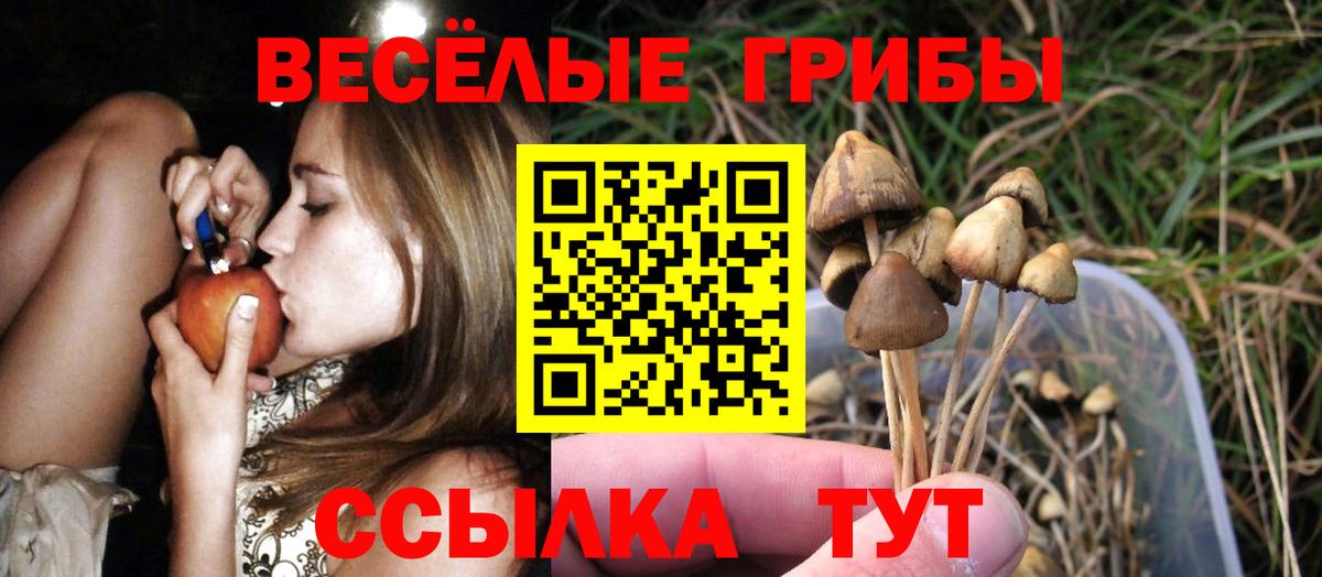 Псилоцибиновые грибы Cubensis Сальск